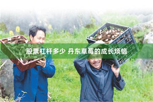 股票杠杆多少 丹东草莓的成长烦恼